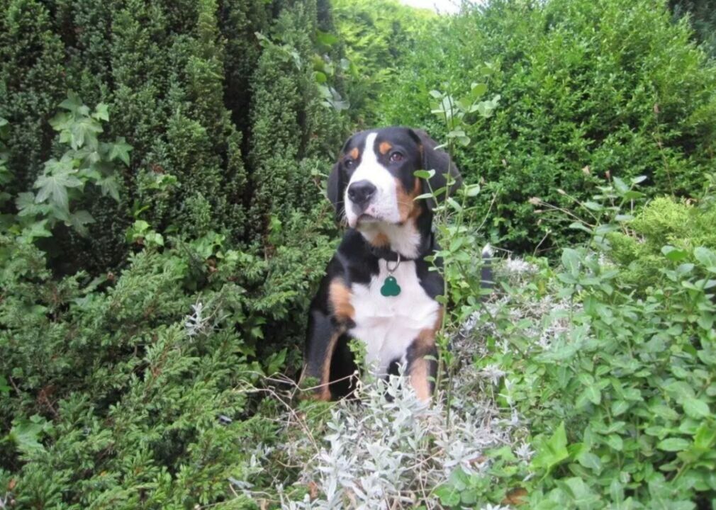 #78. Greater Swiss mountain dog